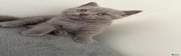 British Shorthair cats for sale: British shothair cute kittens  - Advert 3