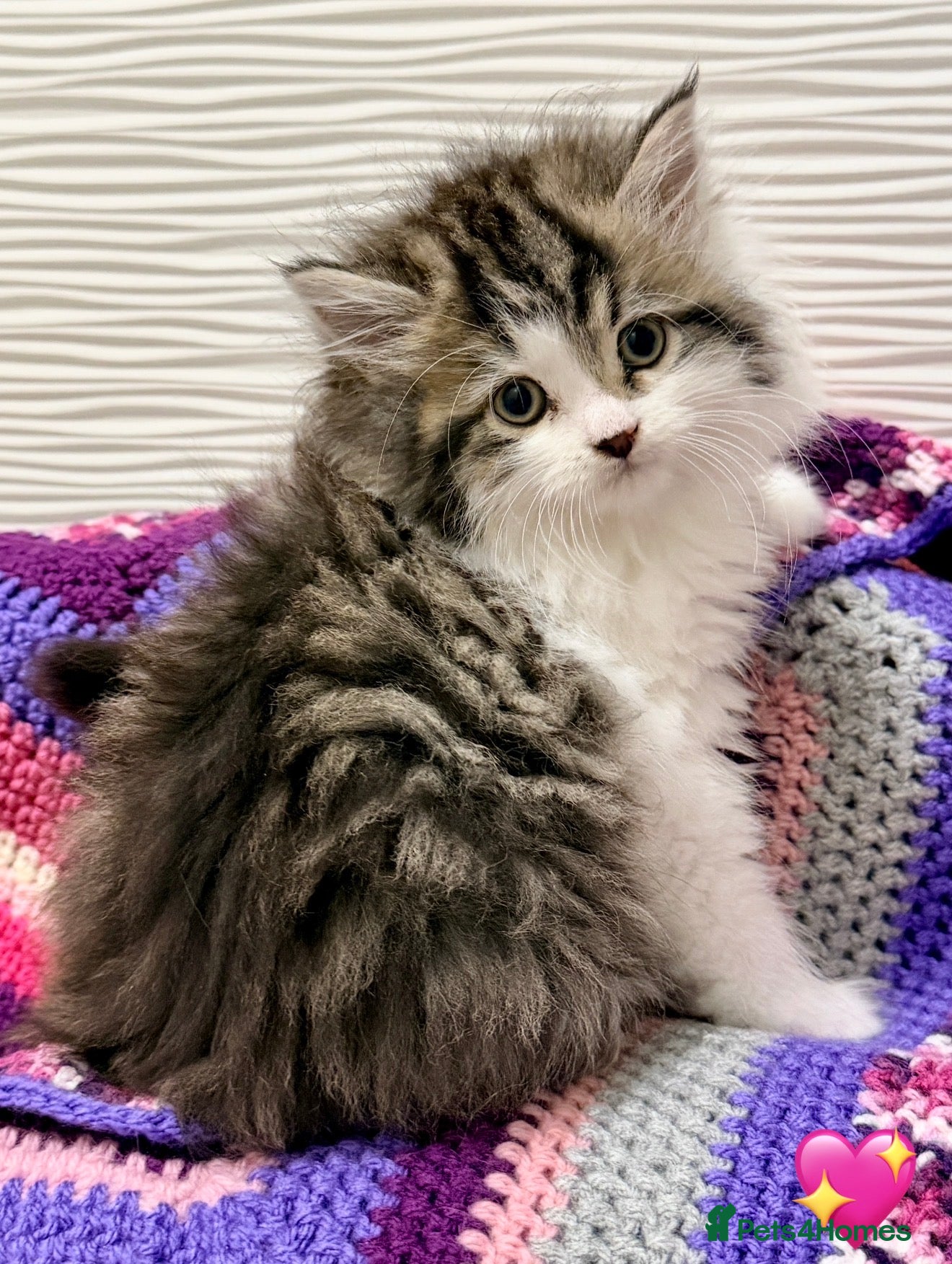 Mixed Breed cats 💖 MAINE COON X RAGDOLL *PARENTS HEALTH TESTED* 💖 - Advert 2