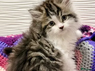 Mixed Breed cats 💖 MAINE COON X RAGDOLL *PARENTS HEALTH TESTED* 💖 - Advert 2