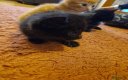 Mixed Breed cats for sale: 3 beautiful male kittens for sale  - Image 3