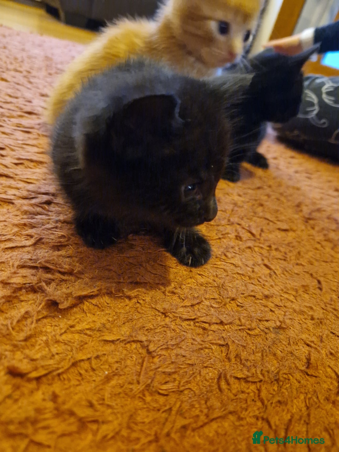 Mixed Breed cats for sale: 3 beautiful male kittens for sale  - Image 3