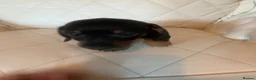 Dachshund dogs for sale: 5 dachund puppies for sale 2 boys 3 girls - Advert 15