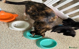 Mixed Breed cats for sale: Beautiful litter off kittens  - Image 4
