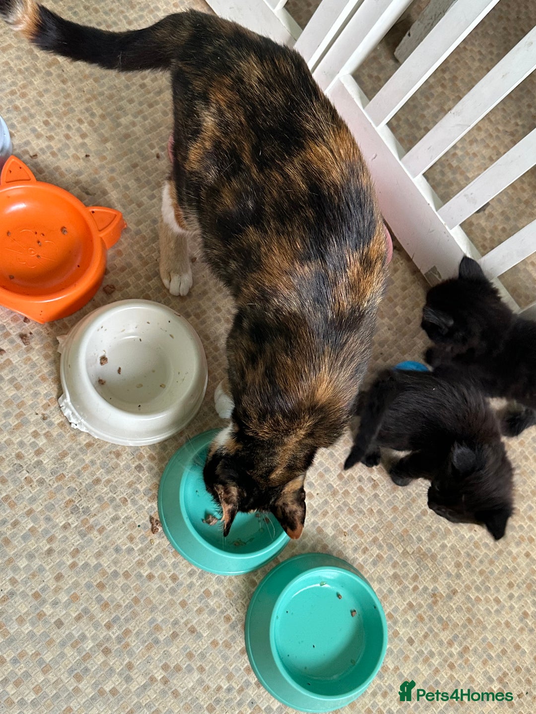 Mixed Breed cats for sale: Beautiful litter off kittens  - Image 4