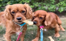Mixed Breed dogs for sale: Spaniels mixed breed - Image 9