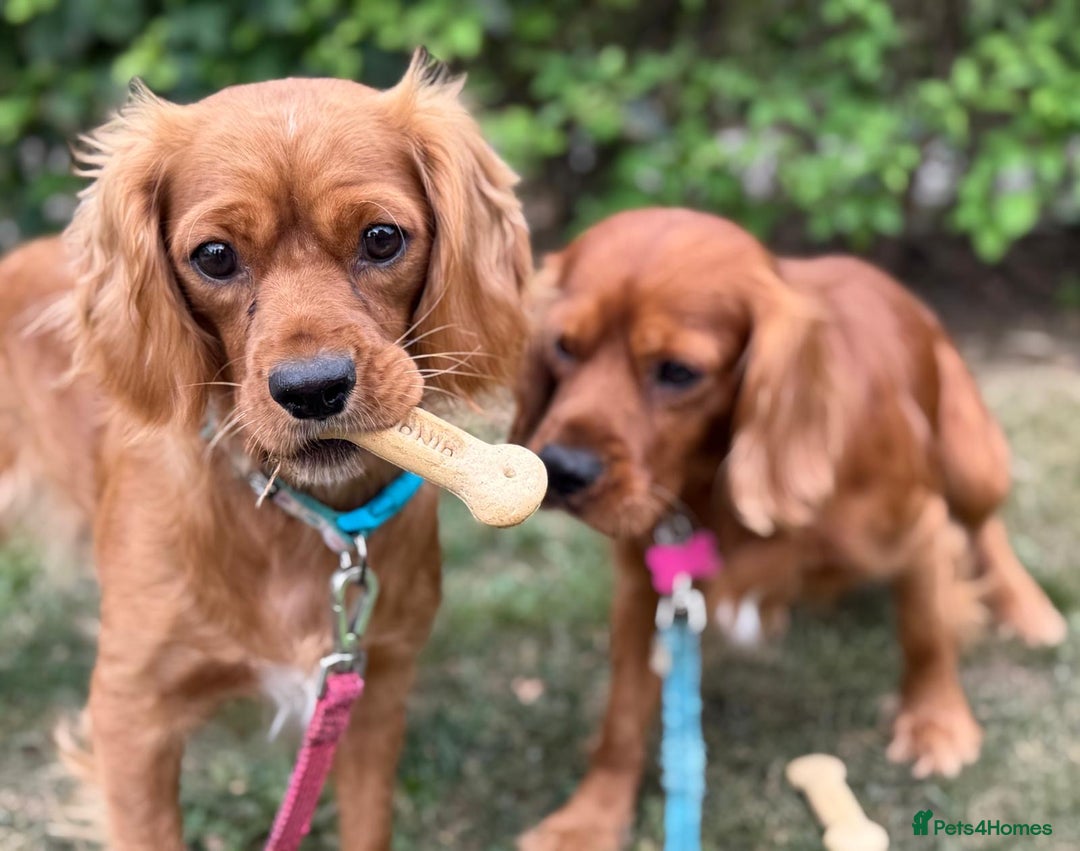 Mixed Breed dogs for sale: Spaniels mixed breed - Image 9