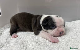 Boston Terrier dogs for sale: Champ bloodline (KC) Boston Terrier pups 💕 - Image 11