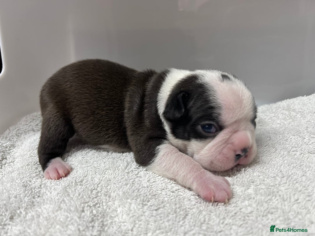 Boston Terrier dogs for sale: Champ bloodline (KC) Boston Terrier pups 💕 - Image 11
