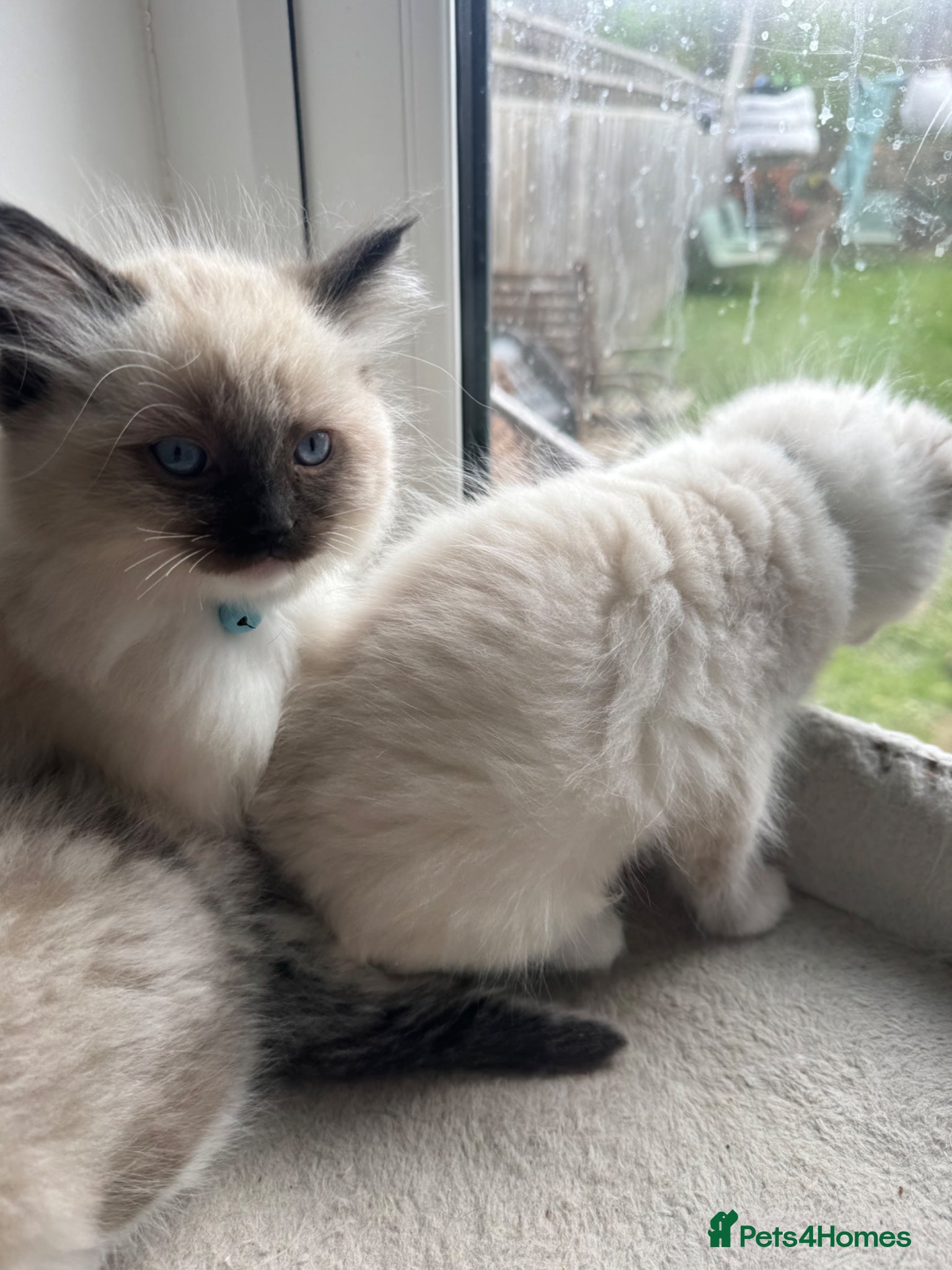 Ragdoll cats  Beautiful ragdolls kittens  - Advert 2