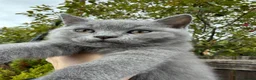 British Shorthair cats for sale: Lovely British Shorthair kittens for sale! - Advert 13