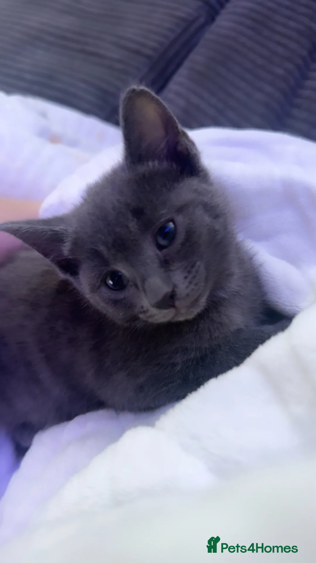 Russian Blue cats for sale: Russian blue female  in Stoke-on-Trent - Advert 5