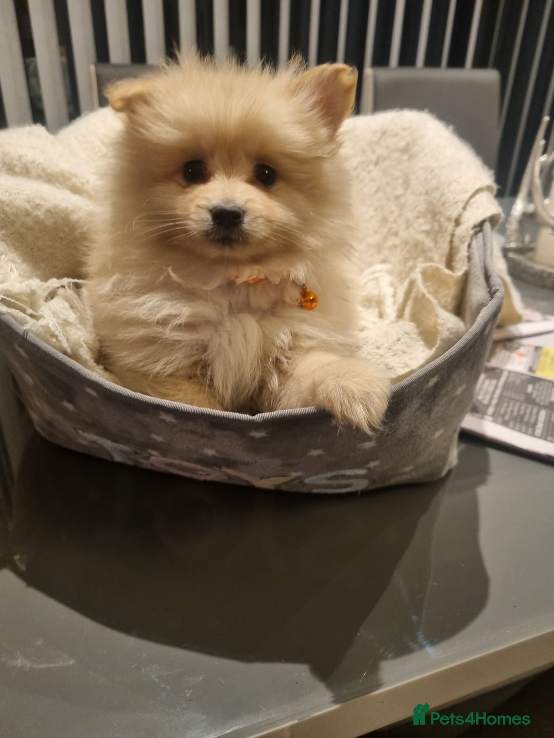 Pomeranian dogs for sale: Pomeraniums  - Advert 13