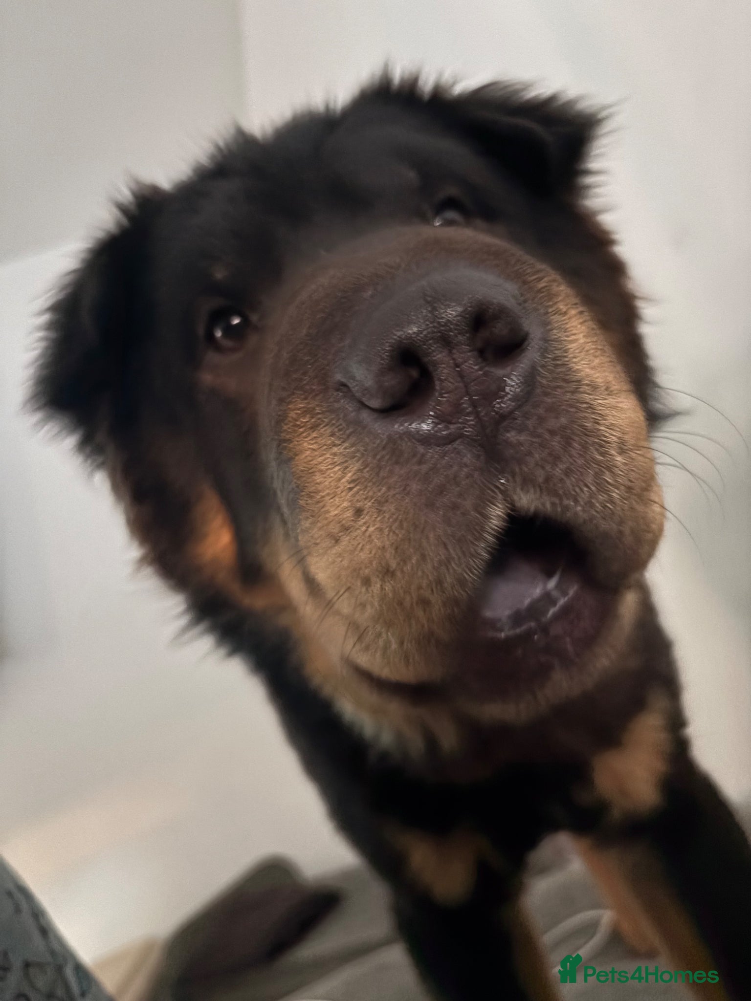 Shar Pei dogs for stud: Bear coat shar pei in Rainham - Advert 7