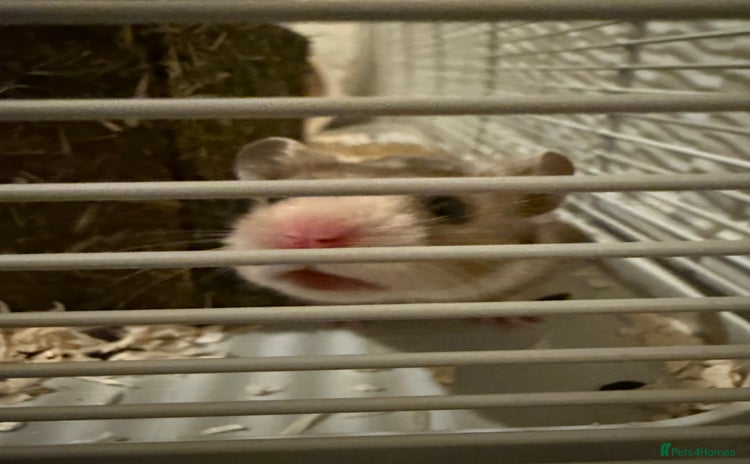 Hamster rodents - Advert 1