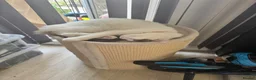 Ragdoll cats for sale: Ragdoll white and tabby  - Advert 5