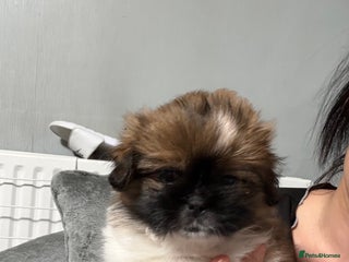 Mixed Breed dogs - Advert 1