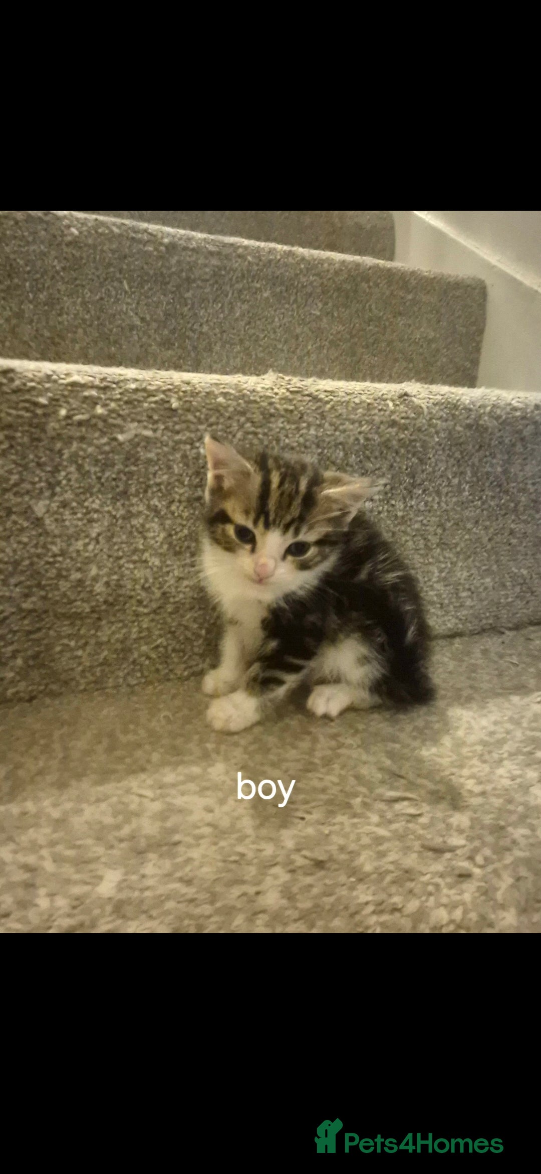 Persian cats for sale: 2 adorable Persian crosses READY NOW  - Advert 2