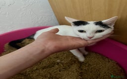 Japanese Bobtail cats for sale: Oreo for sale  - Image 3