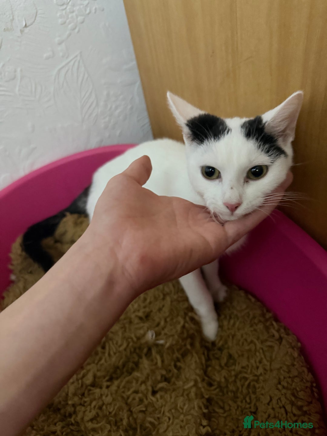 Japanese Bobtail cats for sale: Oreo for sale  - Image 3