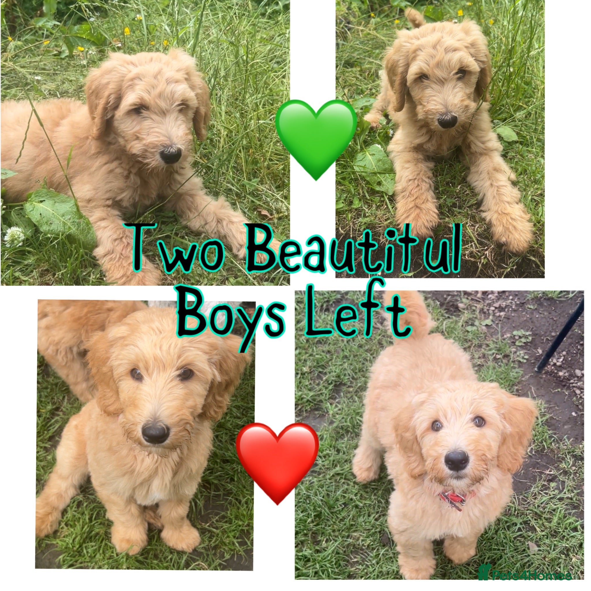 Australian Labradoodle dogs Super Top Quality Medium Australian Labradoodles - Advert 13