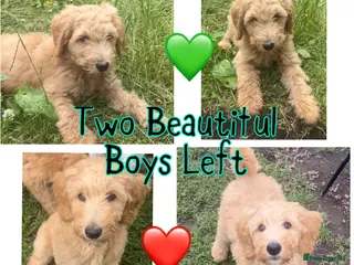 Australian Labradoodle dogs Super Top Quality Medium Australian Labradoodles - Advert 13