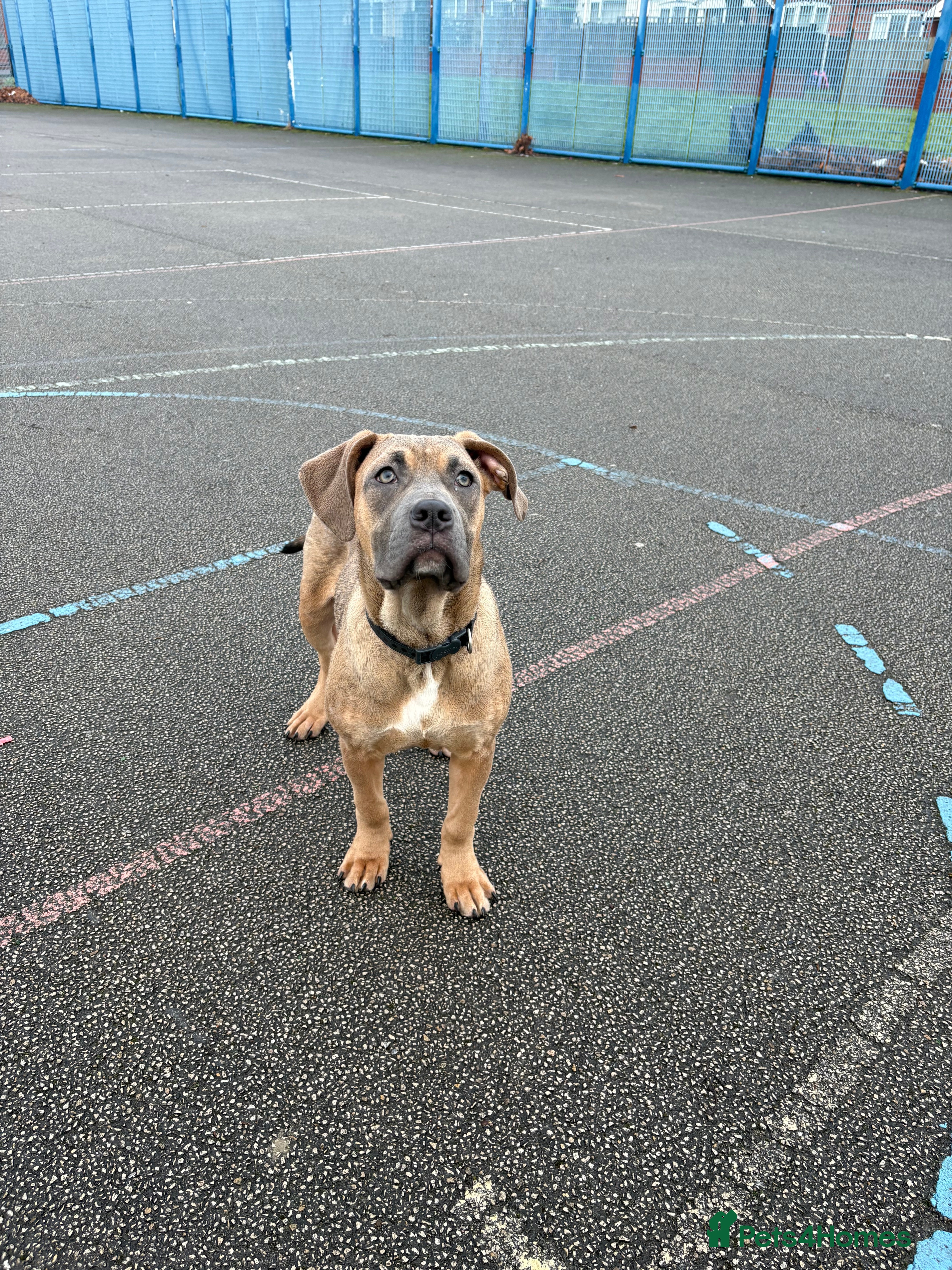 Mixed Breed dogs Cane corso staffy rehoming - Advert 3