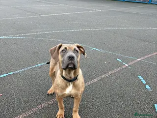 Mixed Breed dogs Cane corso staffy rehoming - Advert 14