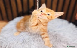 Mixed Breed cats for sale: 🎃 4 Pumpkin Gingers & 2 Phantom Kittens 👻 - Image 24