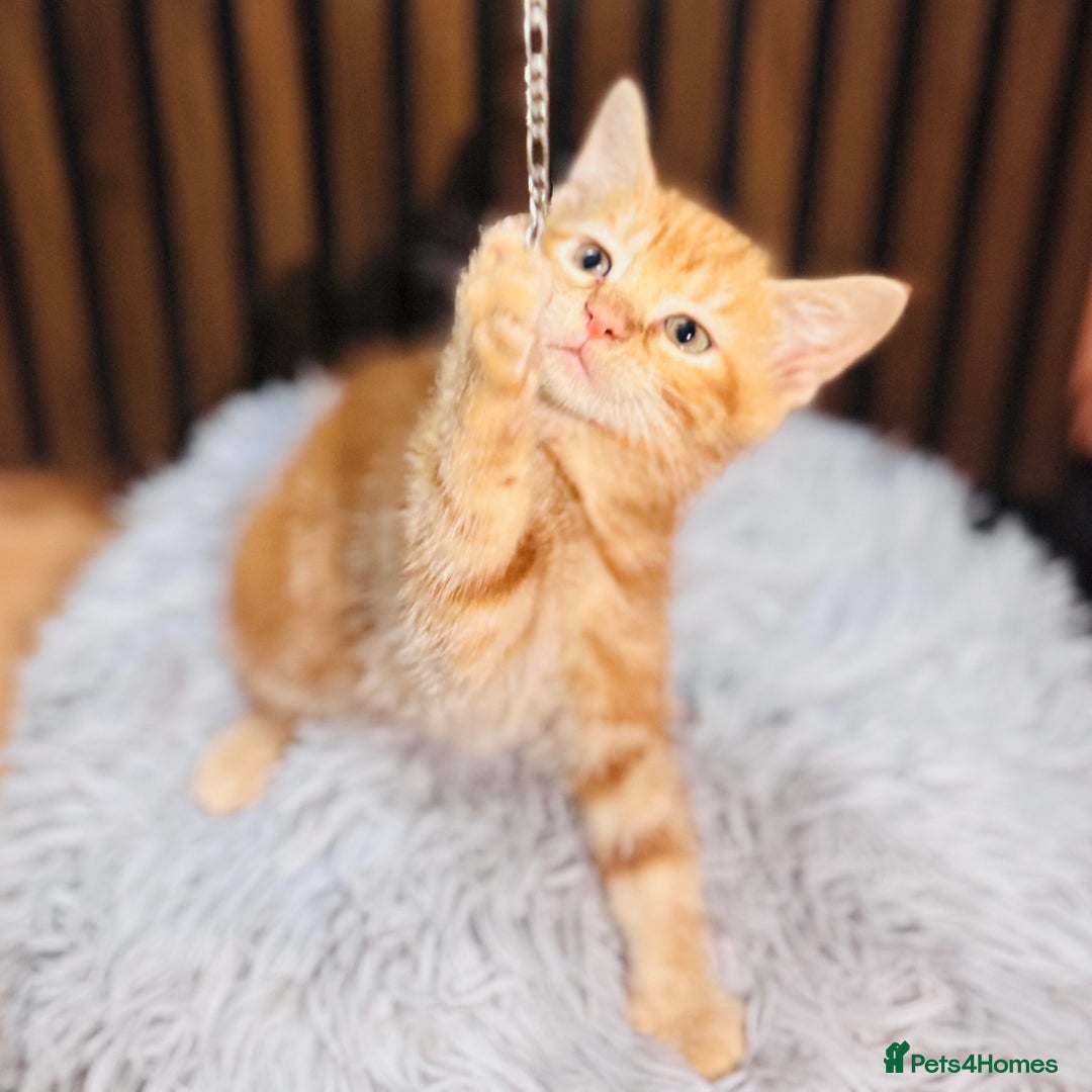 Mixed Breed cats for sale: 🎃 4 Pumpkin Gingers & 2 Phantom Kittens 👻 - Image 24