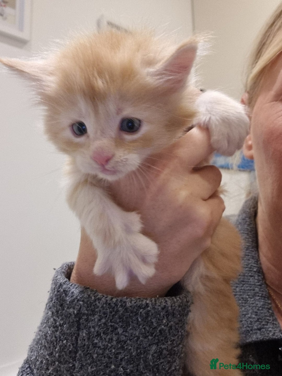 Maine Coon cats for sale: Maine Coon Kittens for sale - Image 8