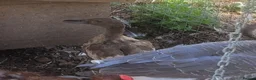 Ducks poultry for sale: Female Khaki Campbell duck for sale - Advert 3