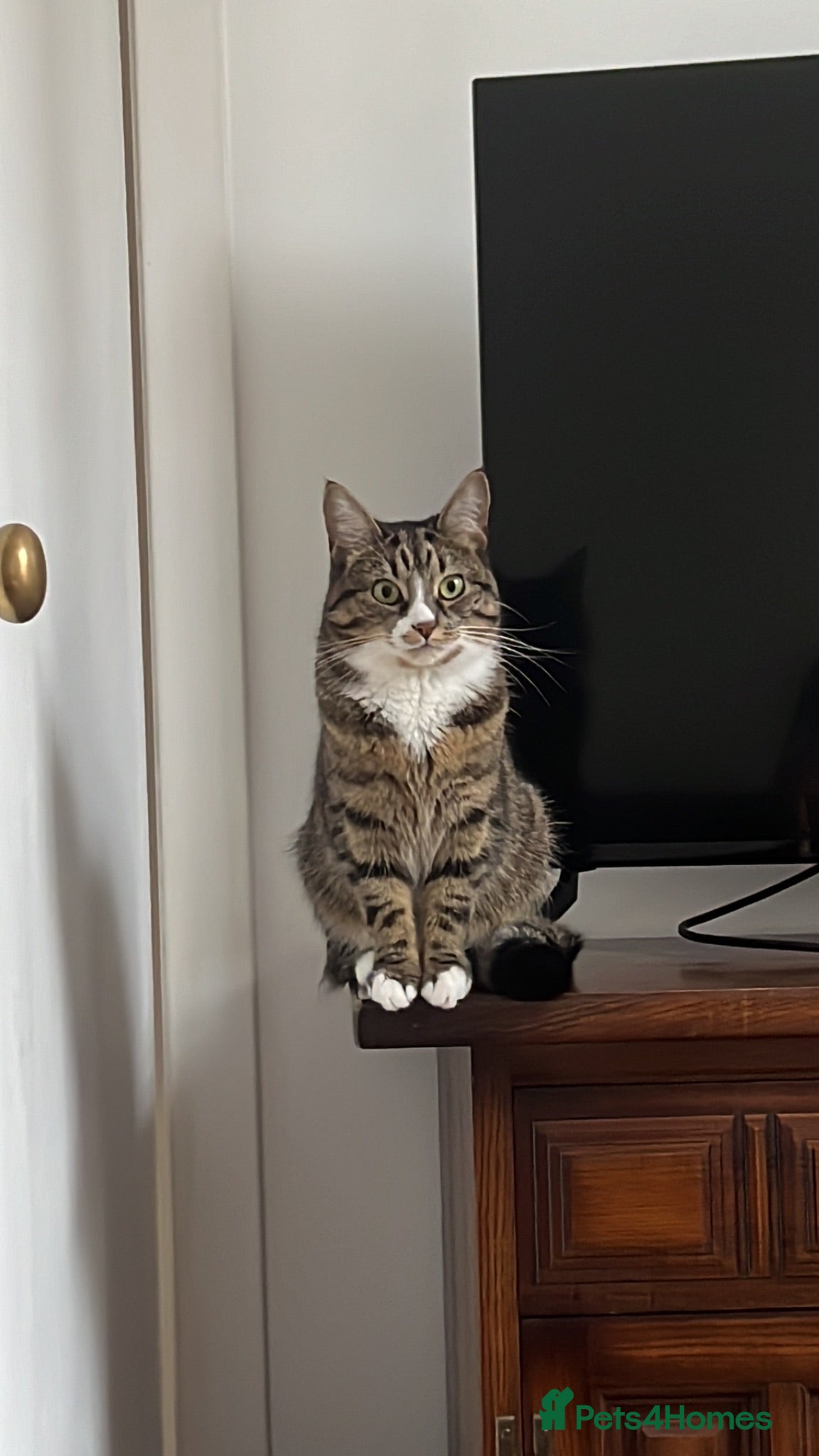 Mixed Breed cats Cute size cat looking to be rehome - Advert 11