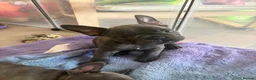 French Bulldog dogs for sale: Beautiful French bulldog puppies 1 girl remaining  - Advert 7