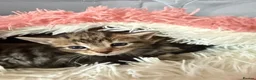 Mixed Breed cats for sale: Beautiful boy kittens  in Kilmarnock - Advert 17
