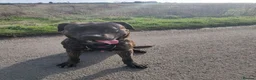 Cane Corso dogs for sale: This is Gus in Peterborough - Advert 3