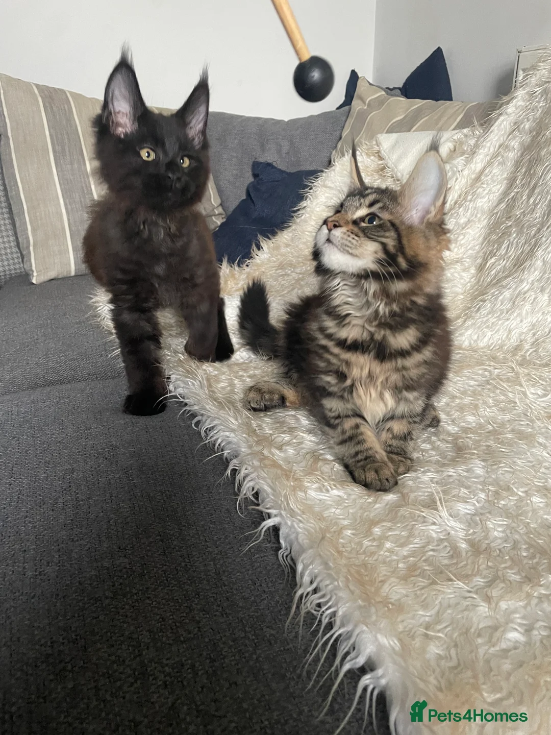 Maine Coon cats for sale: Maine Coon Kittens  - Advert 16