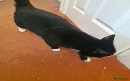Domestic Shorthair cats for sale: 2 years old girl cat needing a new home  - Image 5