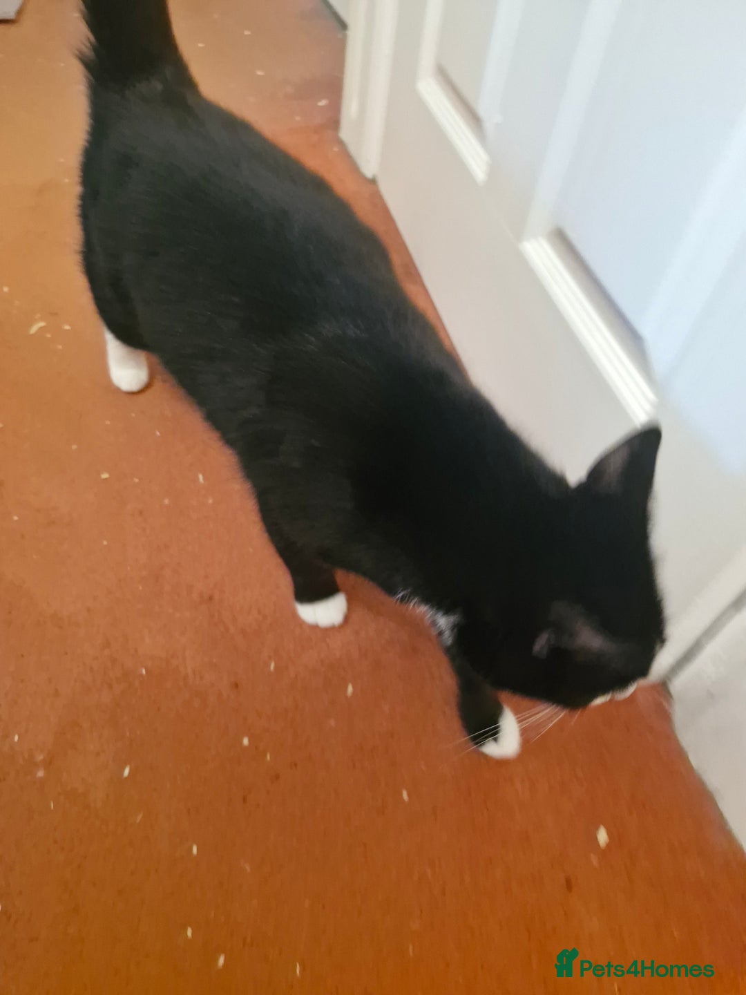 Domestic Shorthair cats for sale: 2 years old girl cat needing a new home  - Image 5