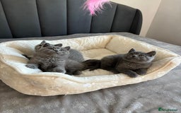 British Shorthair cats for sale: British shorthair kittens - Image 6