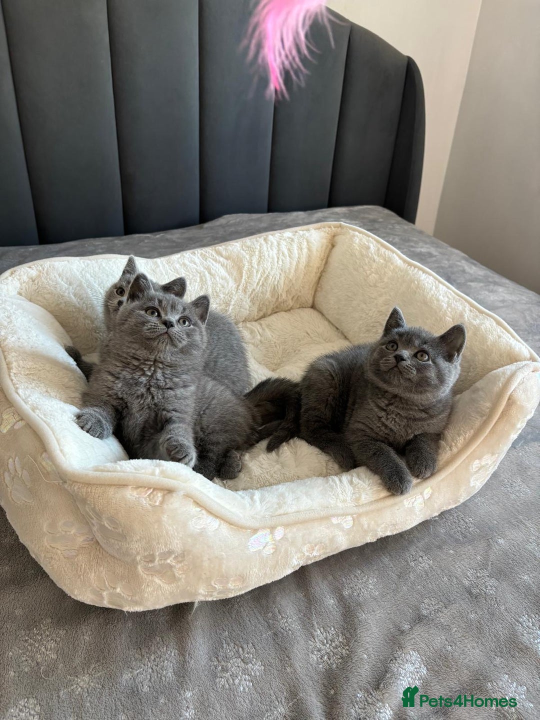 British Shorthair cats for sale: British shorthair kittens - Image 6