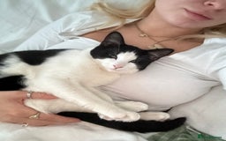 Mixed Breed cats for sale: Luna needs a forever home!! - Image 4