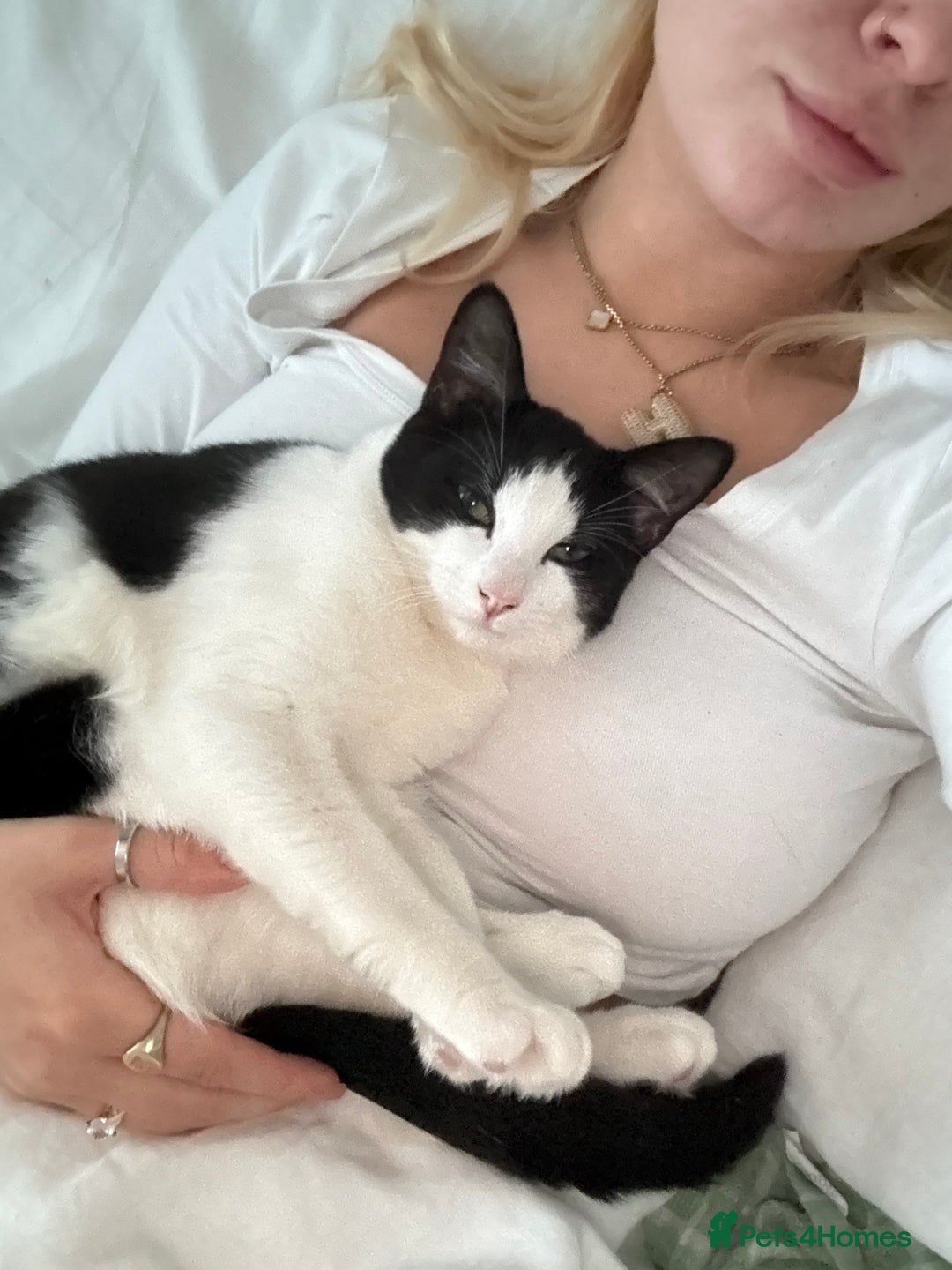 Mixed Breed cats for sale: Luna needs a forever home!! - Image 4