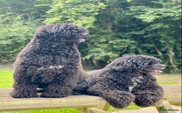 Portuguese Water Dog dogs for sale: Portuguese Water Dog Puppies For Sale - Image 11