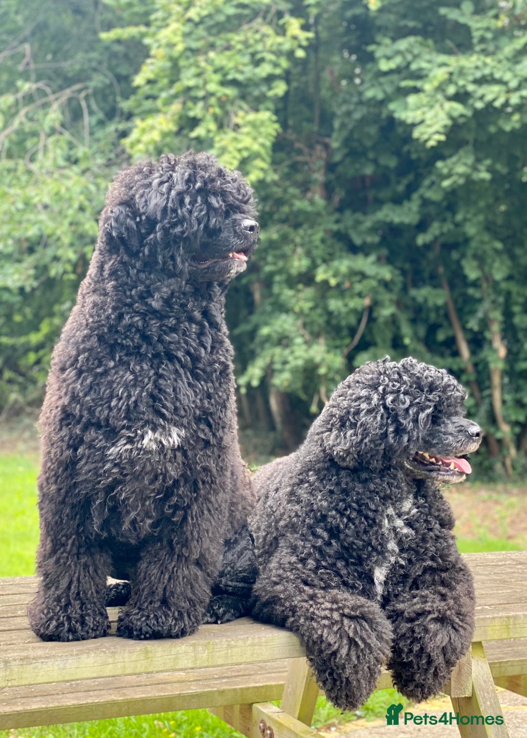 Portuguese Water Dog dogs for sale: Portuguese Water Dog Puppies For Sale - Image 11