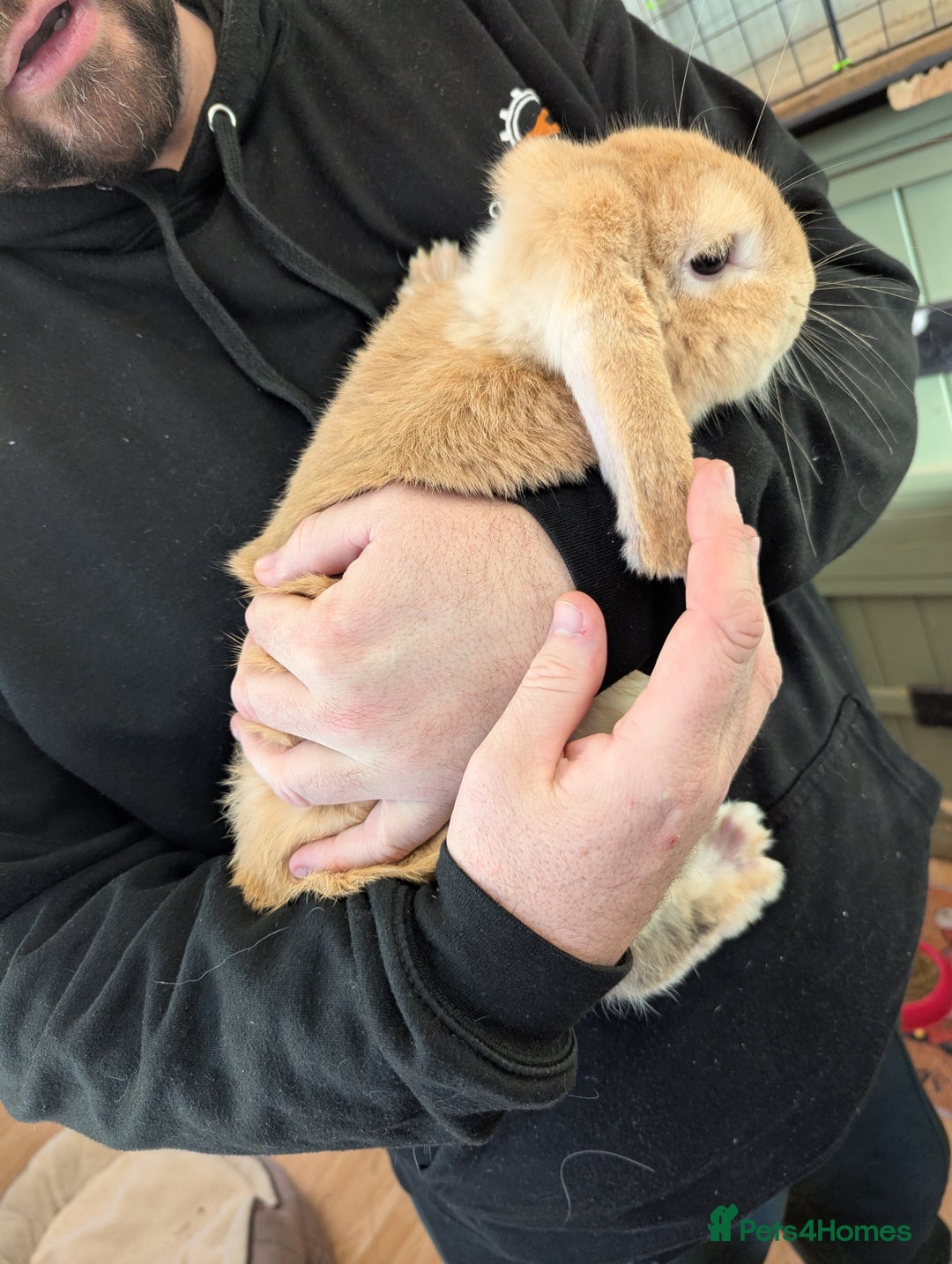 Mini Lop rabbits for sale: 'Sandy' mini lop. Litter trained and friendly! - Advert 5