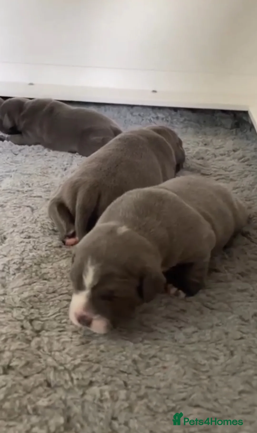 Staffordshire Bull Terrier dogs for sale: 1st Class 100%Staffy puppies Kc Reg - Advert 10
