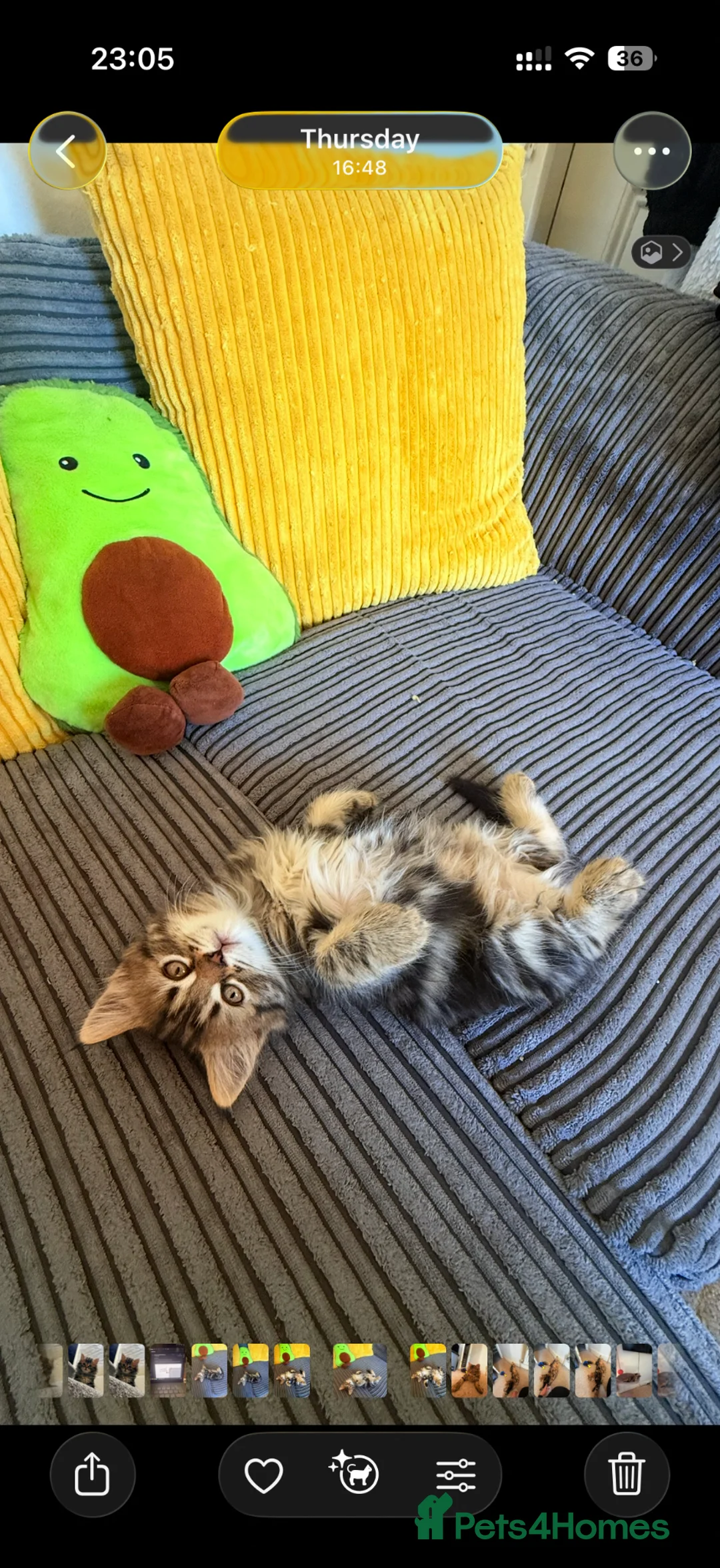 Mixed Breed cats for sale: Adorable Kittens Looking for Loving Homes 🐾 - Advert 2
