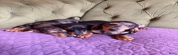 Miniature Dachshund dogs for sale: Mini sausage dogs. Family bred/health checked  - Advert 3