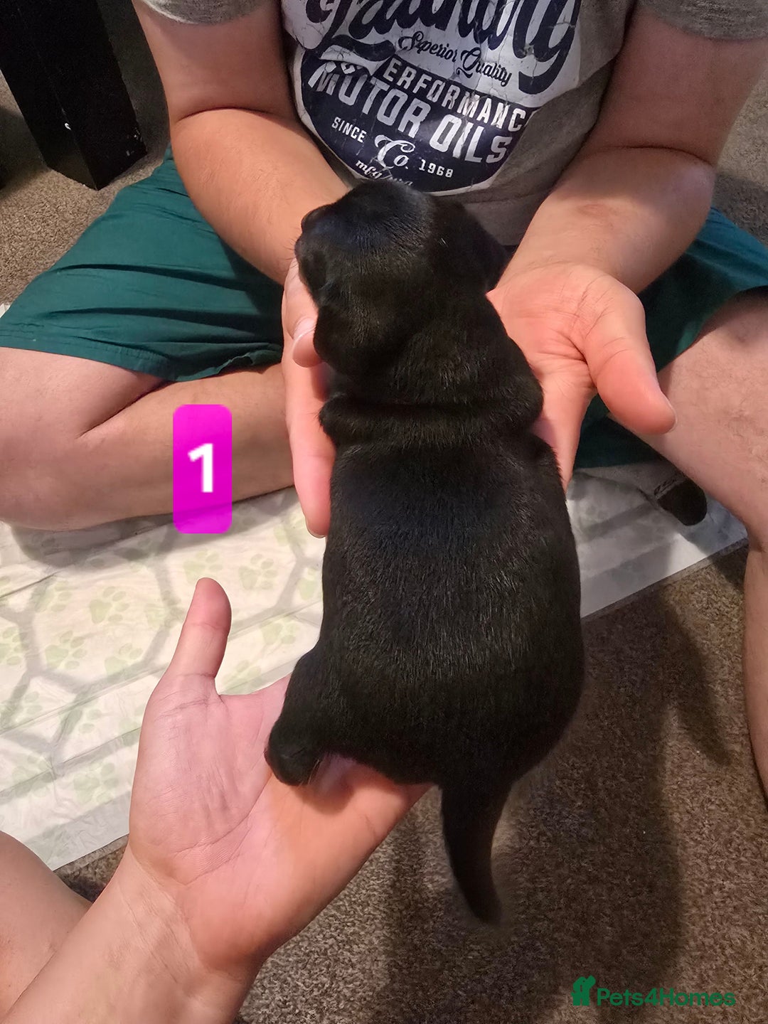 Jack Russell dogs for sale: Jack Russell puppy  - Image 4