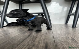 Staffordshire Bull Terrier dogs for sale: 🔥 Stunning Staffordshire Bull Terriers 🔥 - Image 26
